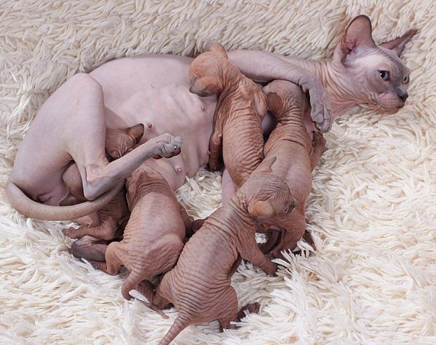 Wunderschöne Sphynx-Kitten abzugeben