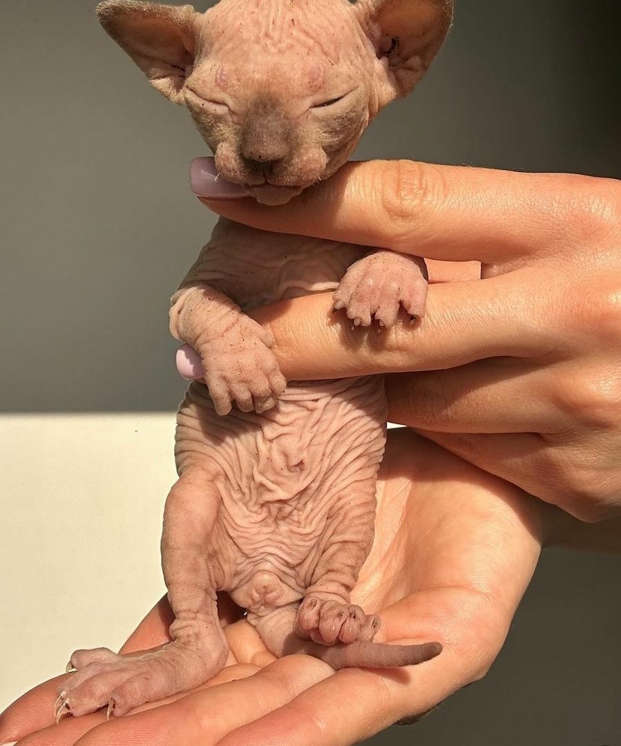 Kräftige Sphynx-Katzen.