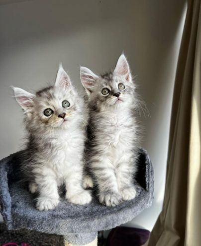 Gesunde Maine-Coon-Katzen suchen ein neues Zuhause