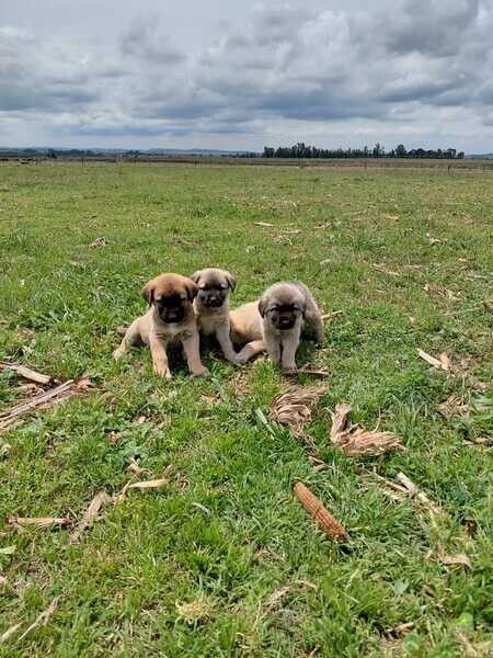 Lebhafte Anatolische Hirtenhundwelpen zu verkaufen.