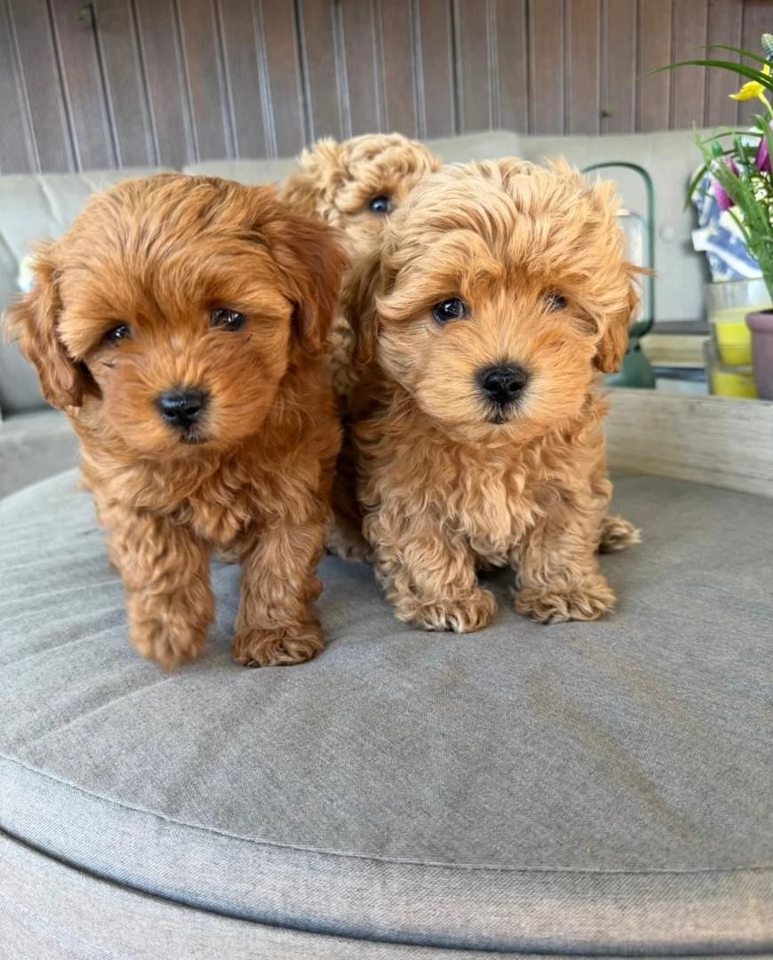 Bezaubernde Maltipoo-Babys