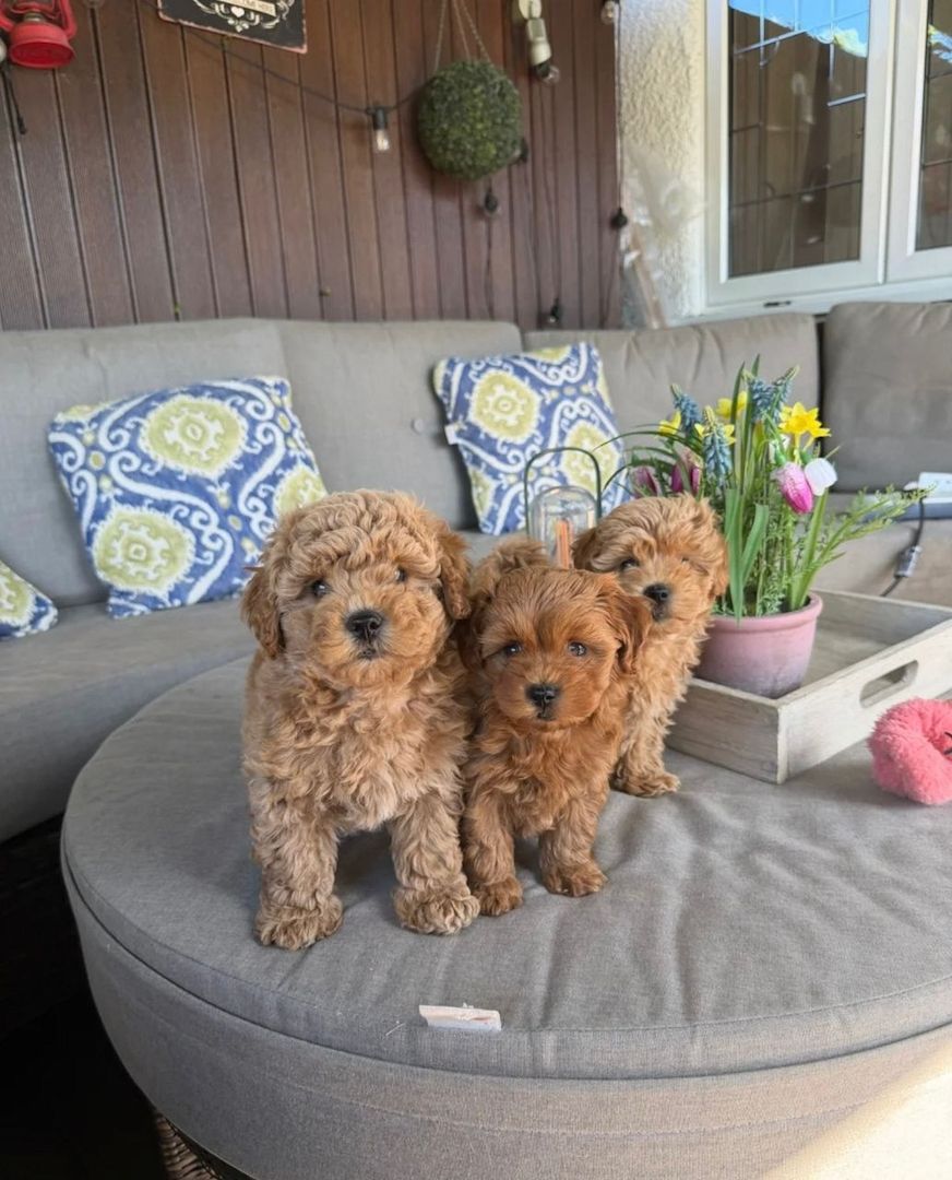 Bezaubernde Maltipoo-Babys