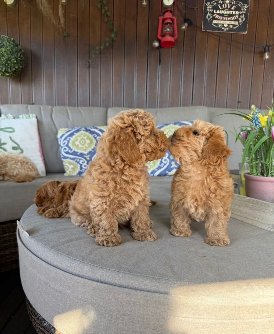 Bezaubernde Maltipoo-Babys
