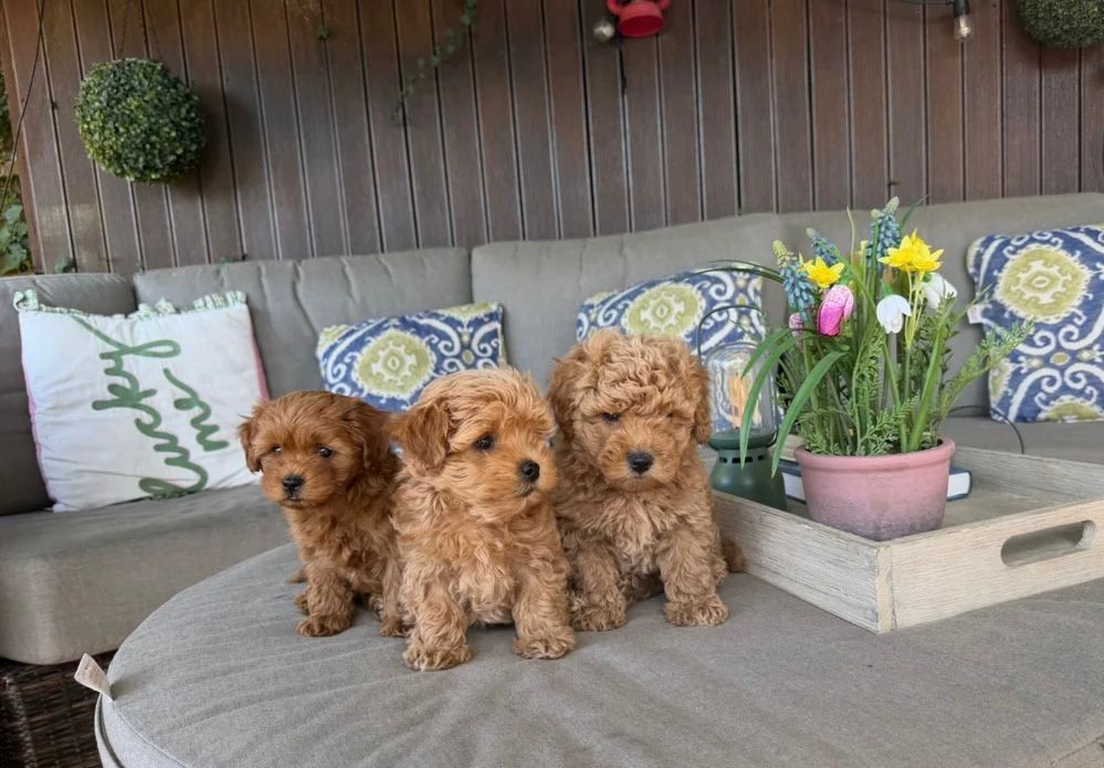 Bezaubernde Maltipoo-Babys