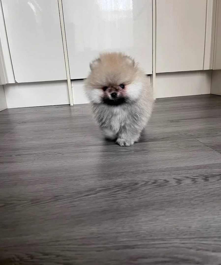 Hochwertige Pomeranian-Welpen