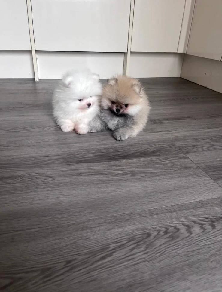 Hochwertige Pomeranian-Welpen
