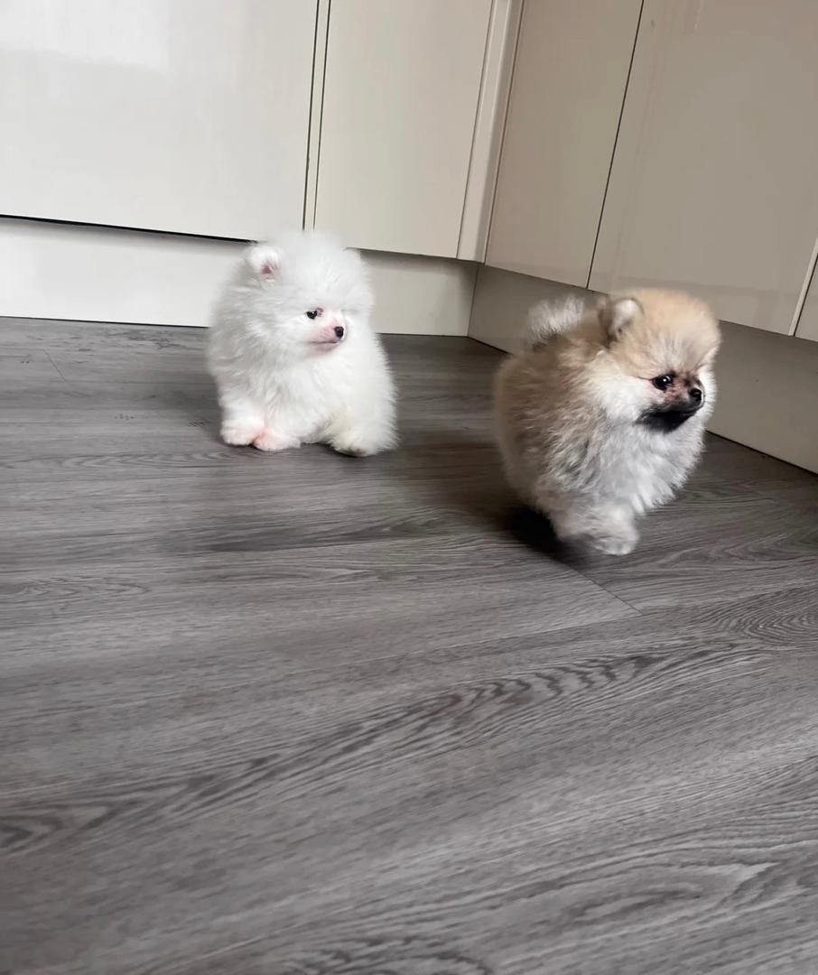 Hochwertige Pomeranian-Welpen