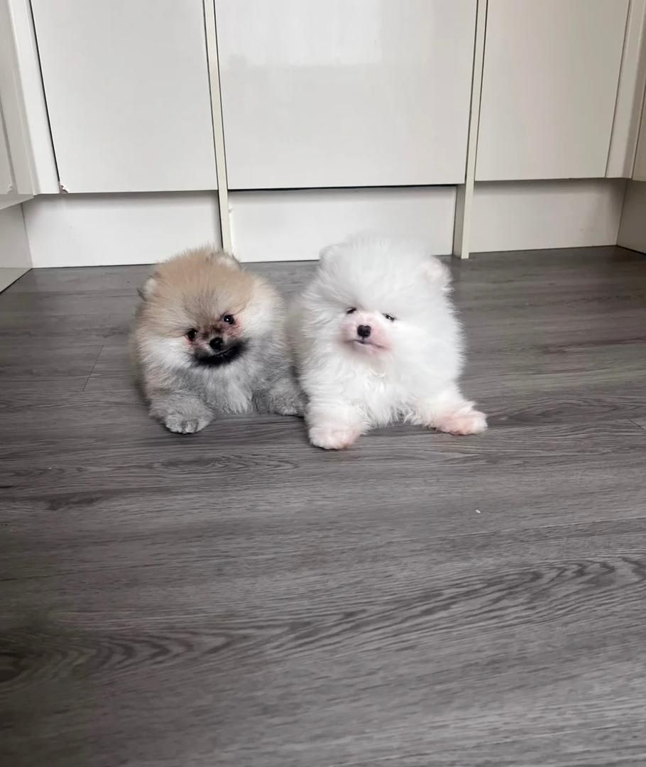 Hochwertige Pomeranian-Welpen