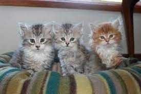 Maine-Coon-Kätzchen