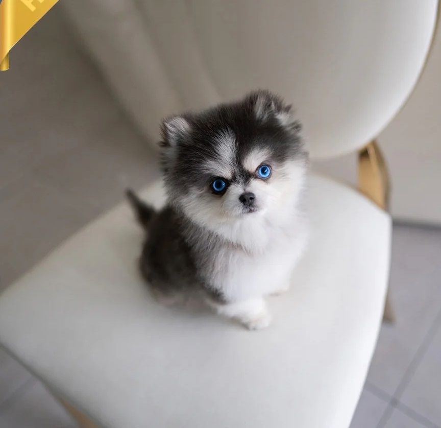 Wunderschöner Pomsky Welpen sucht ein liebevolles Zuhause