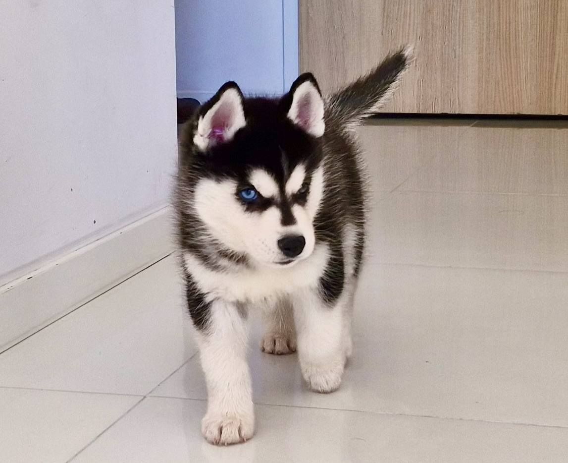 Wunderschöne Welpen Pomsky Husky Pomerian