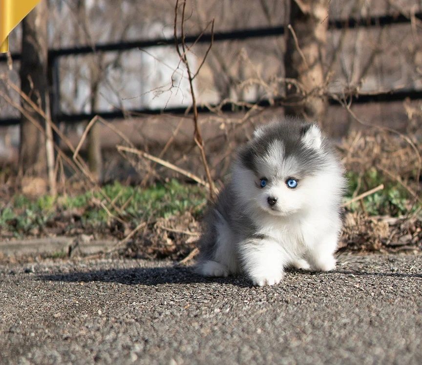 Pomsky Welpen
