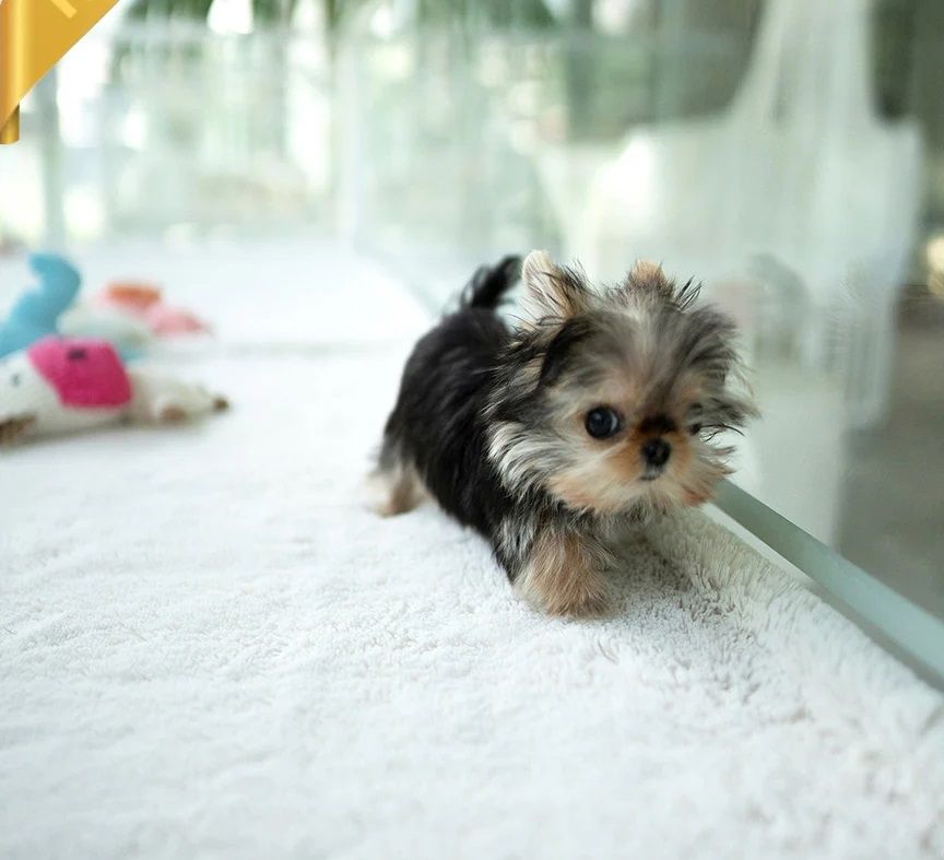 Wunderschöne Yorkshire-Terrier Welpen in allerbeste Hände zu verkaufen