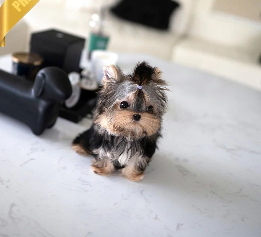 Yorkshire Terrier Welpen aus liebevoller Hobbyzucht