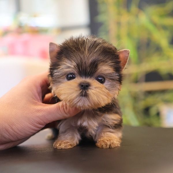 Yorkshire Terrier Welpen mit Ahnentafel