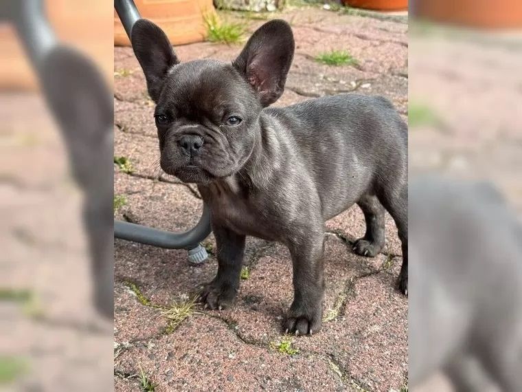 Französische Bulldoggen Welpen suchen nach dem Besten zu Hause
