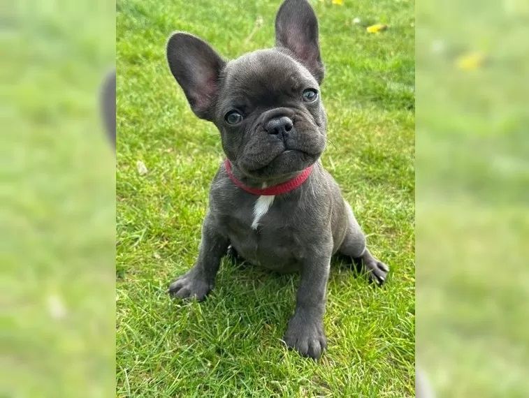 Süße Französische Bulldogge Welpen sucht liebevolles Zuhause