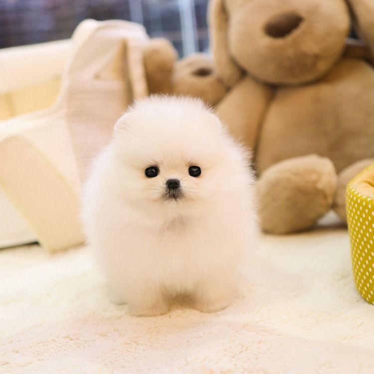 Zuckersüße Pomeranian (Zwergspitz) Welpen