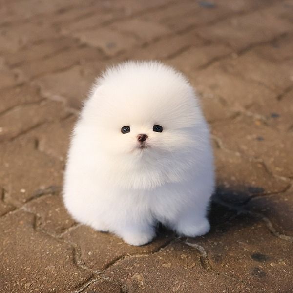 Süßen Zwergspitz Pomeranian Welpen