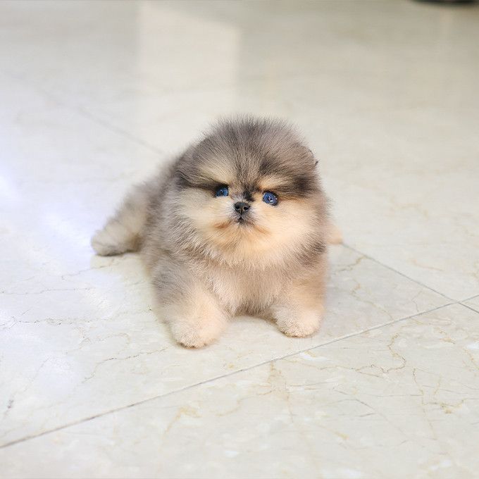 Reinrassige Zwergspitz Pomeranian Welpen