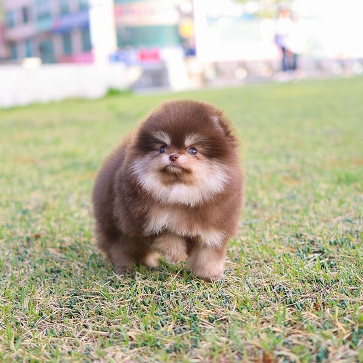 Süßer Pomeranian Zwergspitz Welpen
