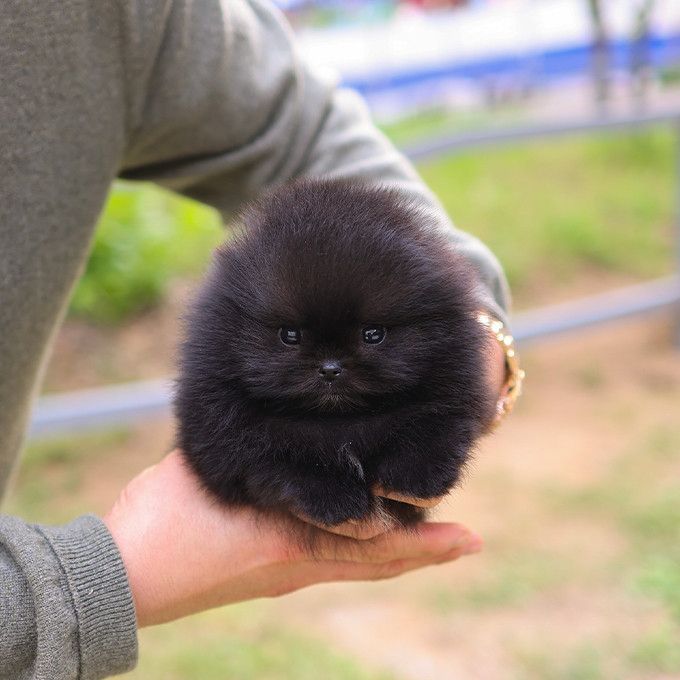 Wunderschöne Pomeranian Welpen suchen ab sofort ein liebevolles zu Hause