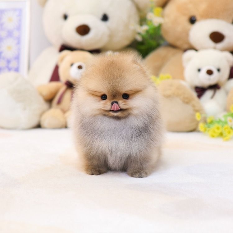 Wunderschöne Pomeranian Welpen