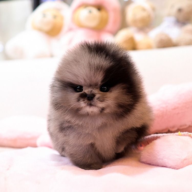 Reinrassige Pomeranian Zwergspitz Welpen mit Stammbaum