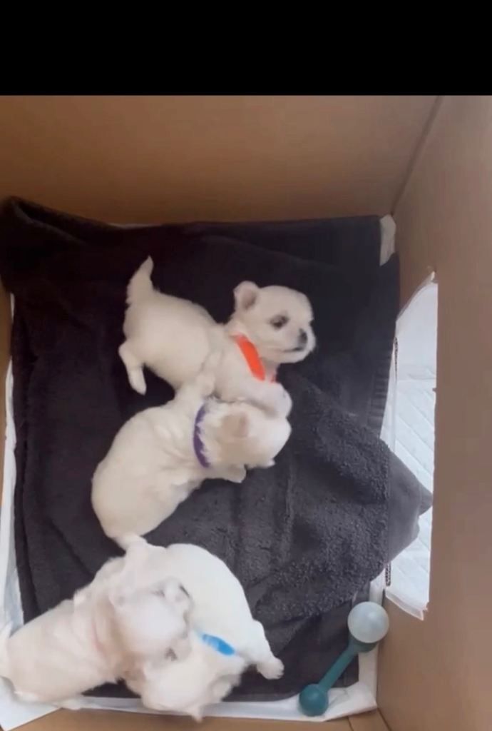 Maltese puppies