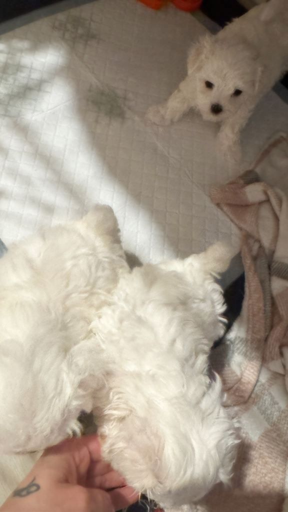 Maltese puppies