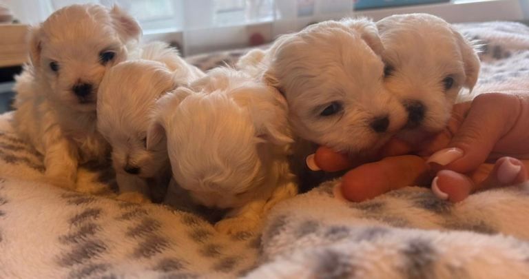 Maltese puppies