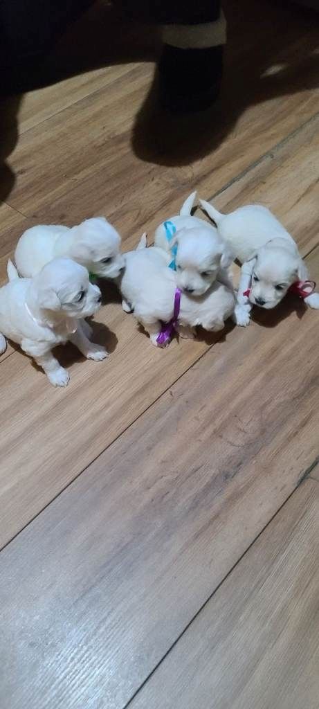 Maltese puppies