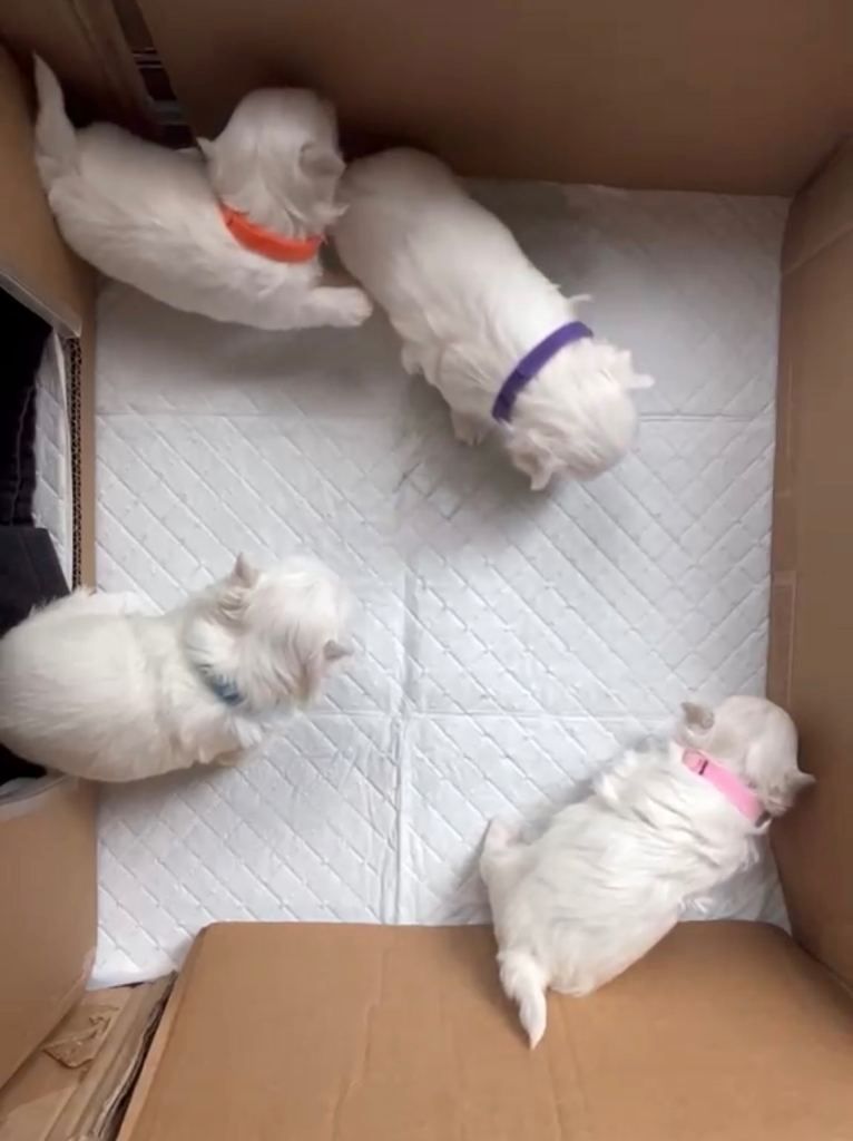 Adorable Maltese puppies