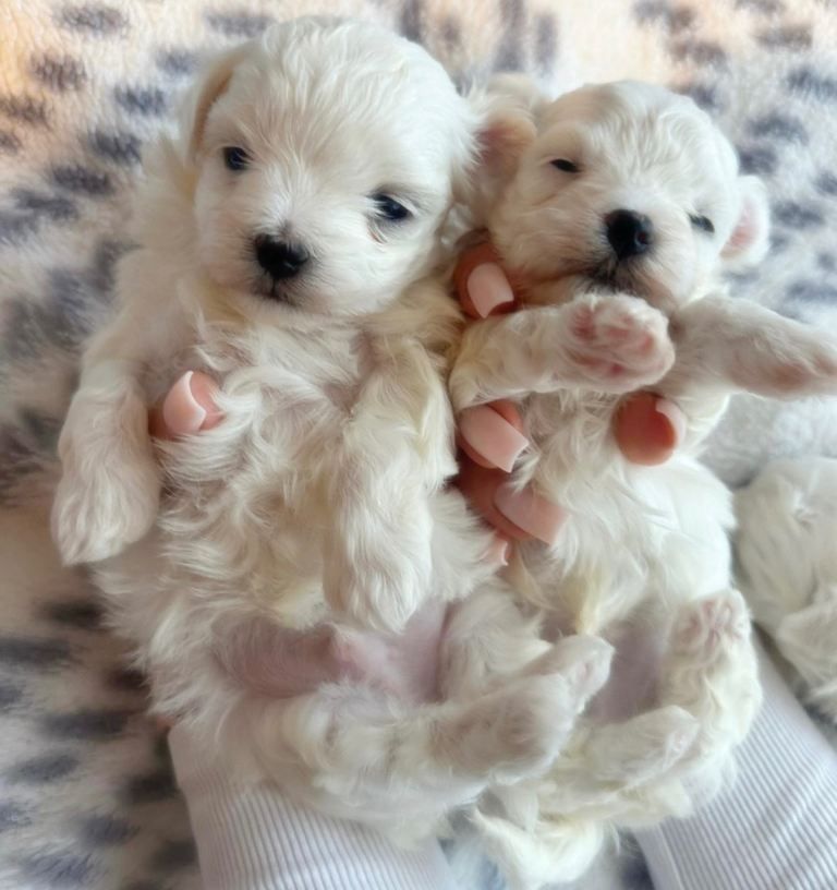 Adorable Maltese puppies