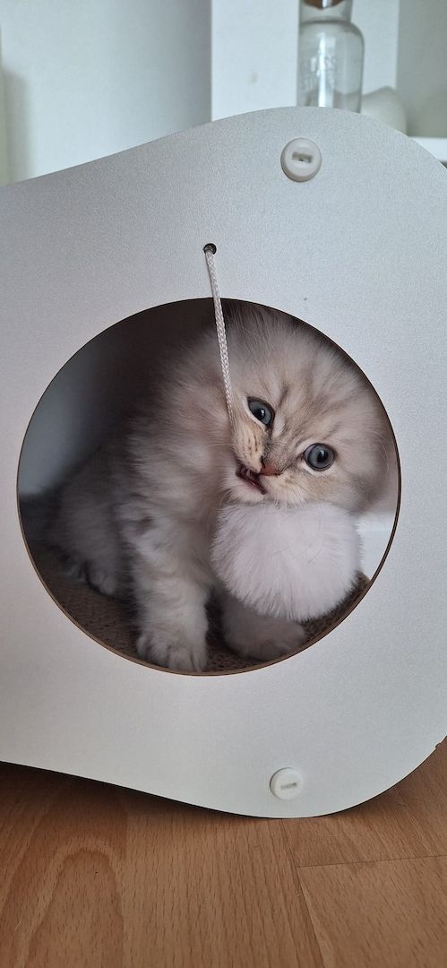 Zauberhaftes BLH-Kitten sucht liebevolles Zuhause