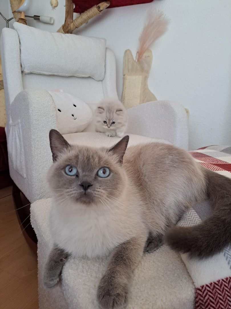Zauberhaftes BLH-Kitten sucht liebevolles Zuhause