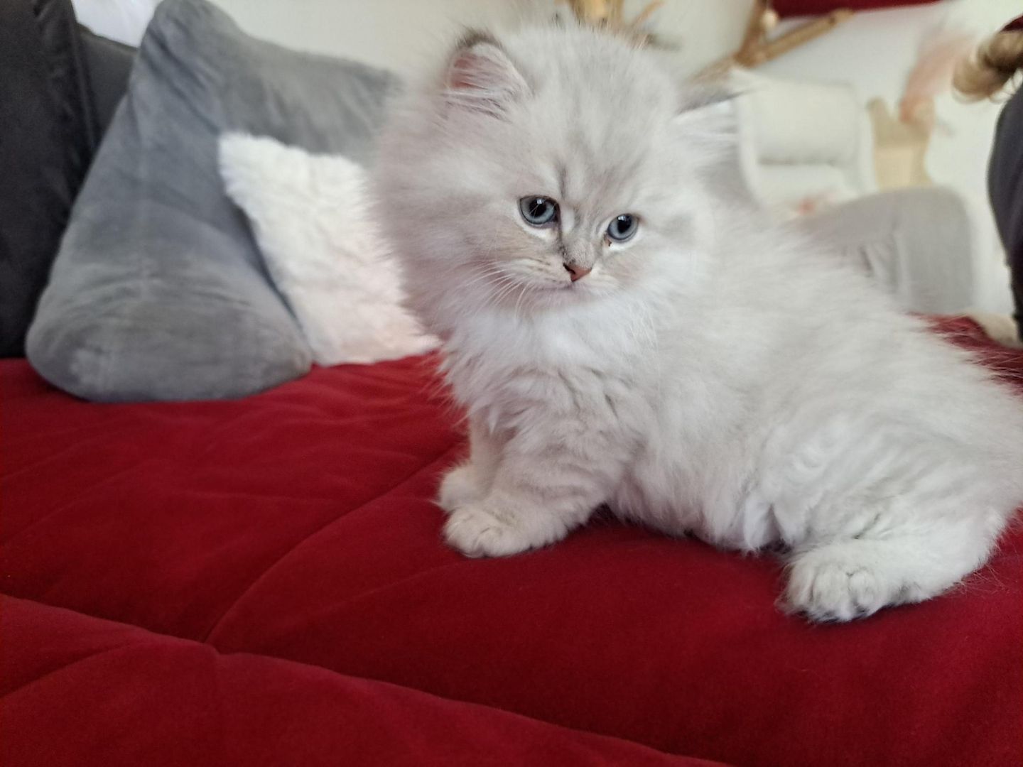 Zauberhaftes BLH-Kitten sucht liebevolles Zuhause
