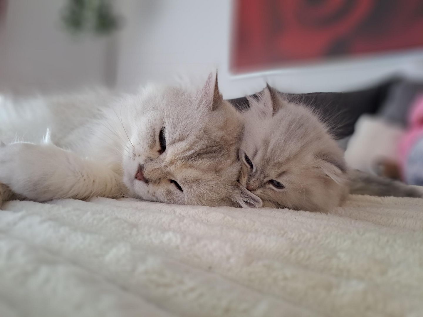 Zauberhaftes BLH-Kitten sucht liebevolles Zuhause