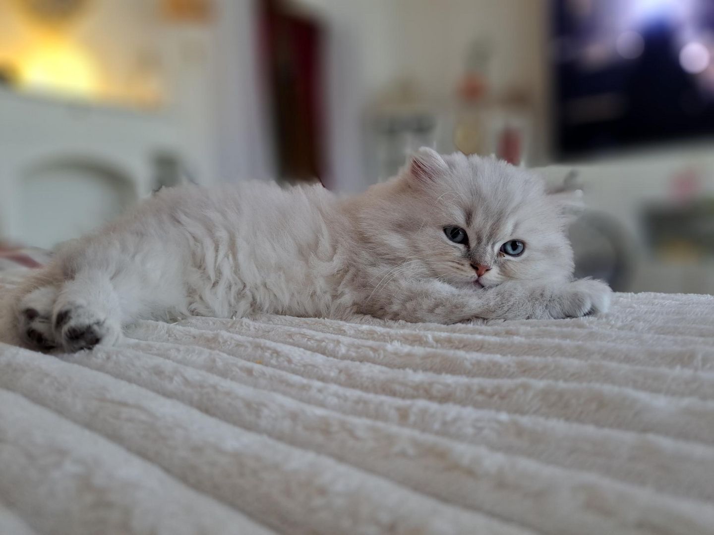 Zauberhaftes BLH-Kitten sucht liebevolles Zuhause
