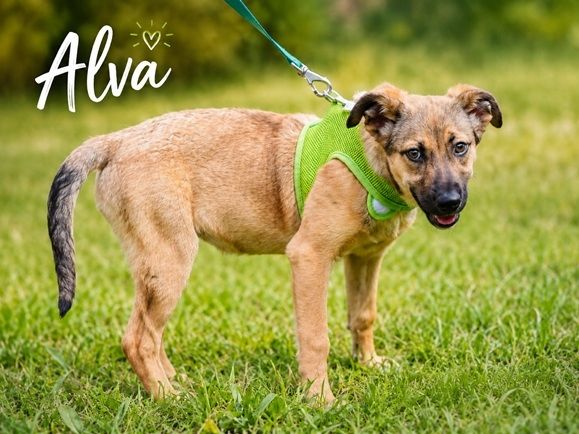 Alva - jung, freundlich und bereit fürs Leben