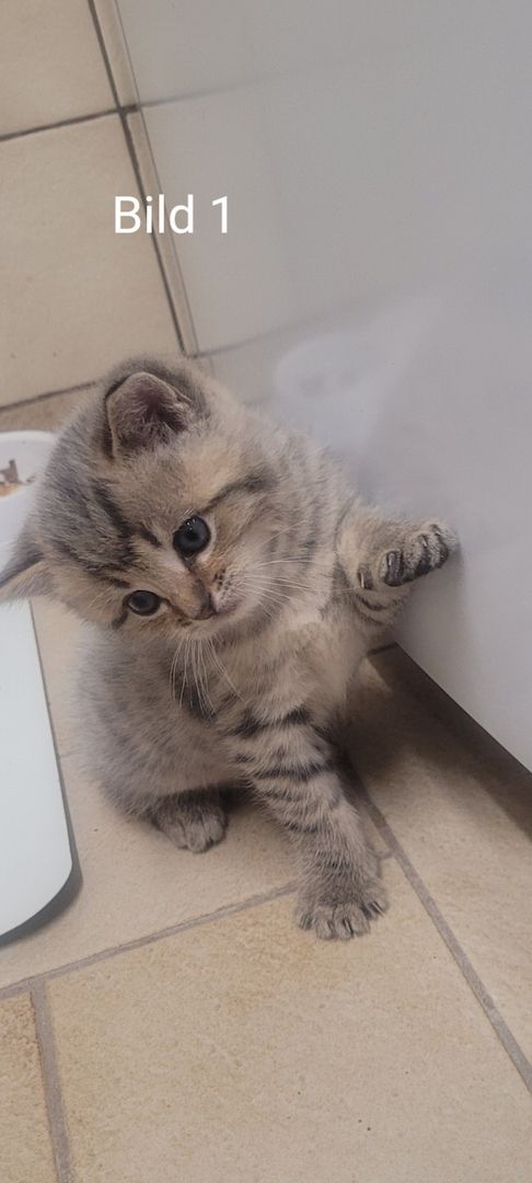 BKH Kitten