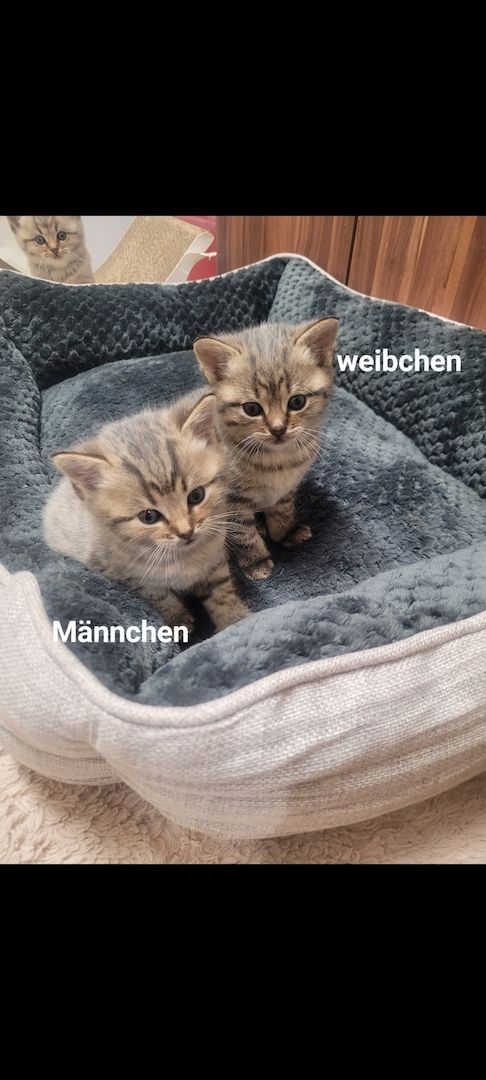 BKH Kitten