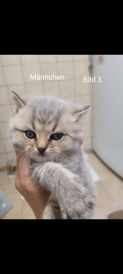 BKH Kitten