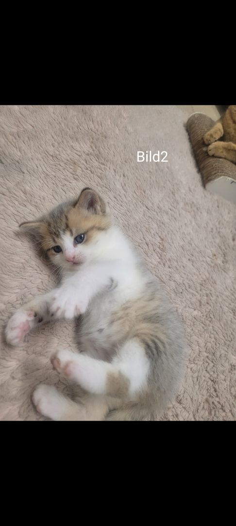 BKH Kitten
