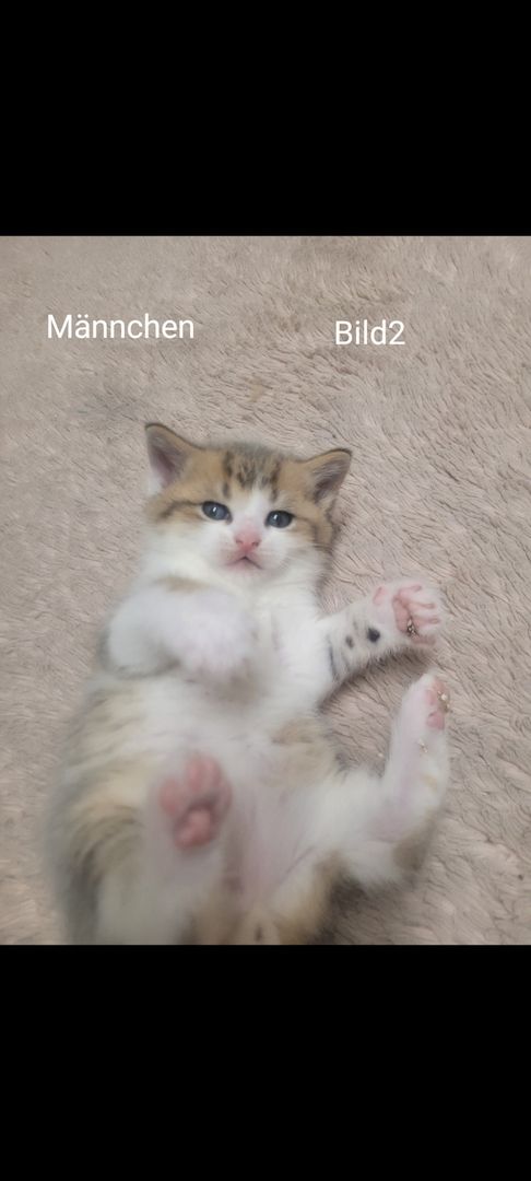 BKH Kitten
