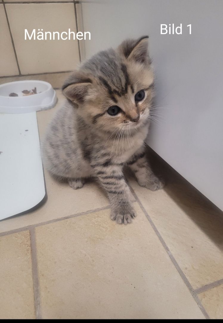 BKH Kitten