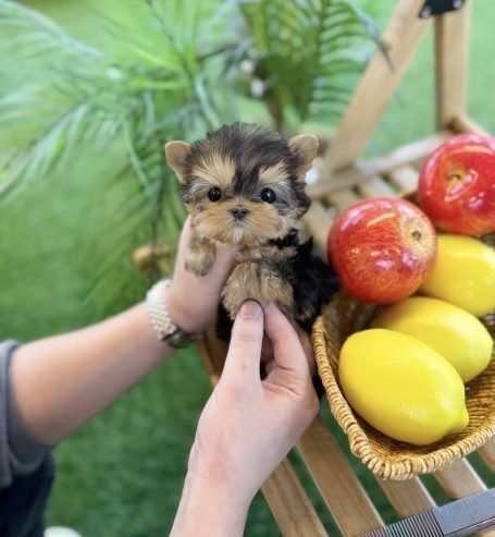 Wunderschöne Yorkshire-Terrier-Welpen abzugeben!