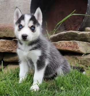 Sibirische Husky-Welpen mit blauen Augen suchen ein neues Zuhause.