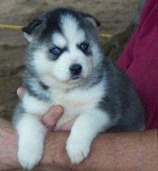Sibirische Husky-Welpen