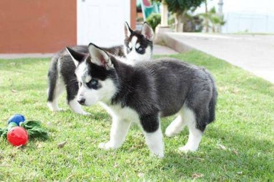 Niedliche Siberian Husky Welpen